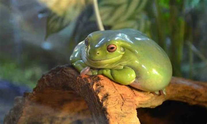 Can you keep a water frog as a pet?