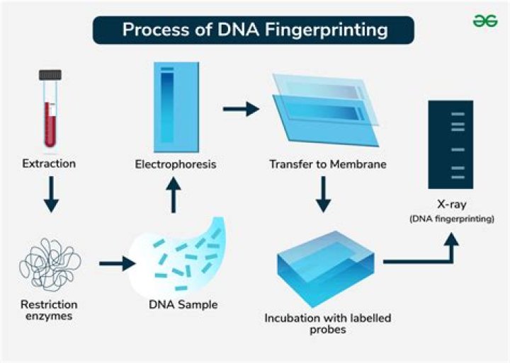 Is PCR a type of DNA fingerprinting?